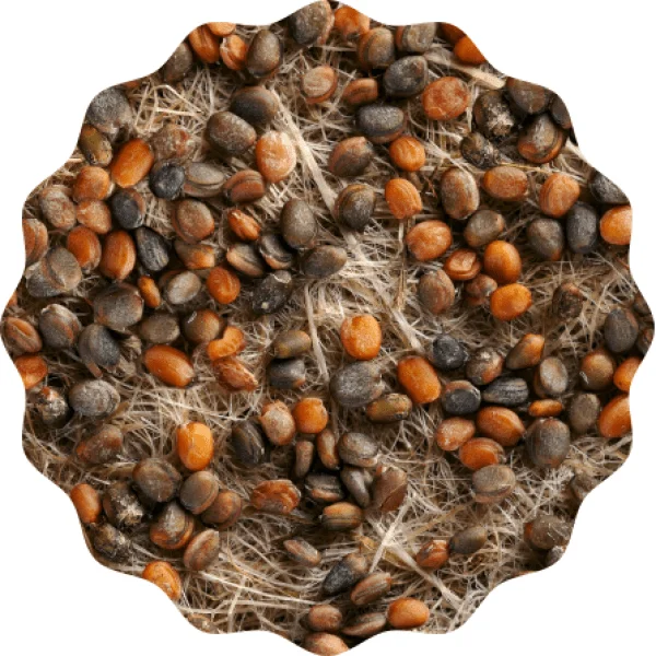 HEIMGART Microgreens "Rauke" Saatgutpads – Bild 2