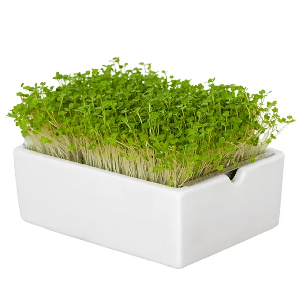 HEIMGART Microgreens "Rauke" Saatgutpads – Bild 3