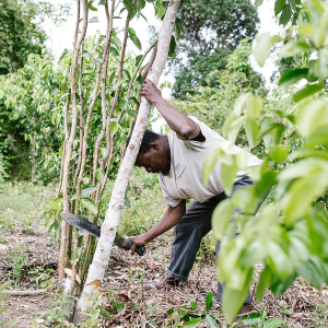 1001 ORGANIC Gewürze Cinnamon Quills 250g