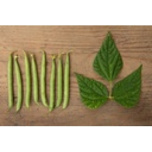 ZOLLINGER Bio-Buschbohnensamen Wunderfein Selektion Z