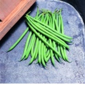 ZOLLINGER Bio-Buschbohnensamen Pongo