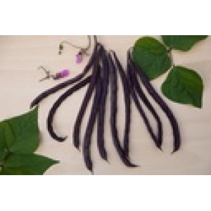 ZOLLINGER Bio-Stangenbohnensamen Blaue von Muotathal