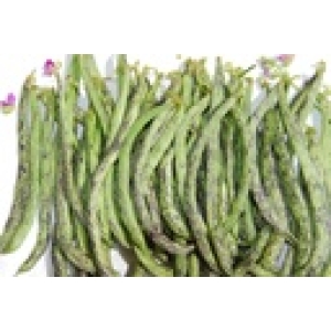 ZOLLINGER Bio-Stangenbohnensamen Die Weinländerin