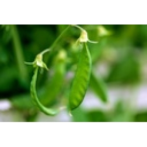 ZOLLINGER Bio-Kefensamen Winterkefe