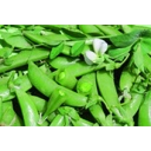 ZOLLINGER Bio-Knackerbsensamen Sugar Snap