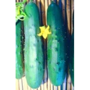 ZOLLINGER Bio-Gurkensamen Nostrano