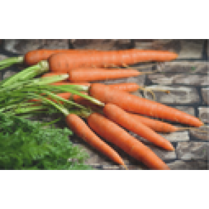 ZOLLINGER Bio-Karottensamen Berlicumer Selektion Z