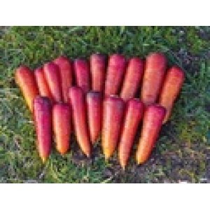 ZOLLINGER Bio-Karottensamen Lange Blutro Frühkarotten