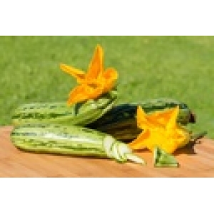 ZOLLINGER Bio-Zucchettisamen Gestreifter von Genua