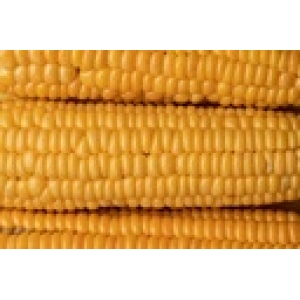 ZOLLINGER Bio-Zuckermaisamen Golden Bantam