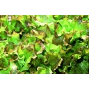 ZOLLINGER Bio-Batavia-Salatsamen Twanner