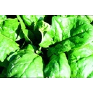 ZOLLINGER Bio-Spinat-Samen Winterriesen