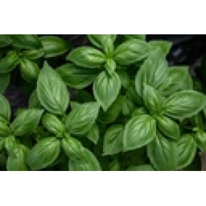 ZOLLINGER Bio-Basilikumsamen Genoveser Selektion Z