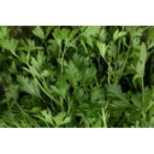 ZOLLINGER Bio-Petersiliensamen Italienische Glatte