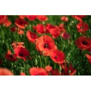 ZOLLINGER Bio-Klatschmohn-Samen Rot