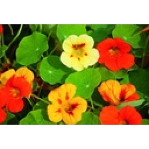 ZOLLINGER Bio-Kapuzinerkresse-Samen