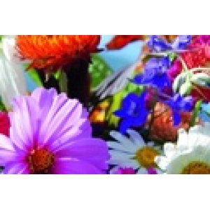 ZOLLINGER Bio-Blumenmischung-Samen Gartentraum