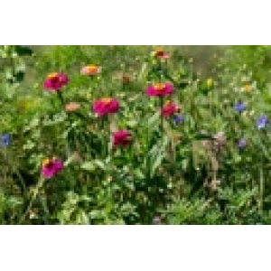 ZOLLINGER Bio-Blumenmischung-Samen Nectar plus