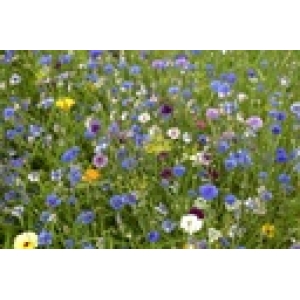 ZOLLINGER Bio-Blumenmischung-Samen Bienenweide