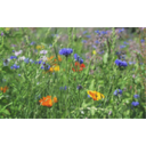 ZOLLINGER Bio-Blumenmischung-Samen Sommerwunder