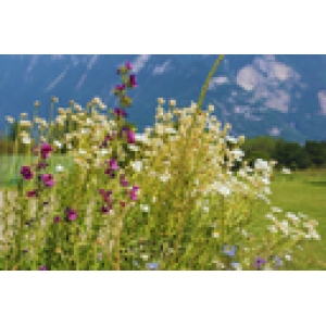 ZOLLINGER Bio-Blumenmischung aus einheimischen Staudenblumen