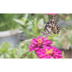 ZOLLINGER Bio-Blumenmischung-Samen für Schmetterlinge