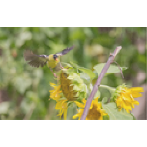 ZOLLINGER Bio-Blumenmischung-Samen Vogelfutter Mix