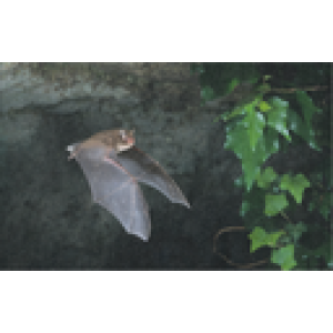 ZOLLINGER Bio-Blumenmischung-Samen für Fledermäuse