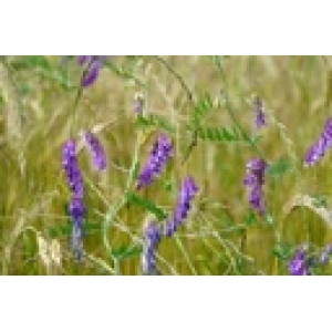 ZOLLINGER Bio-Gründüngung-Samen Winterpause