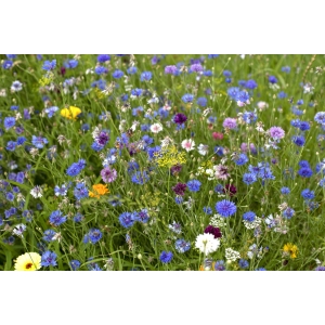 ZOLLINGER Bio-Blumenmischung-Samen Bienenweide