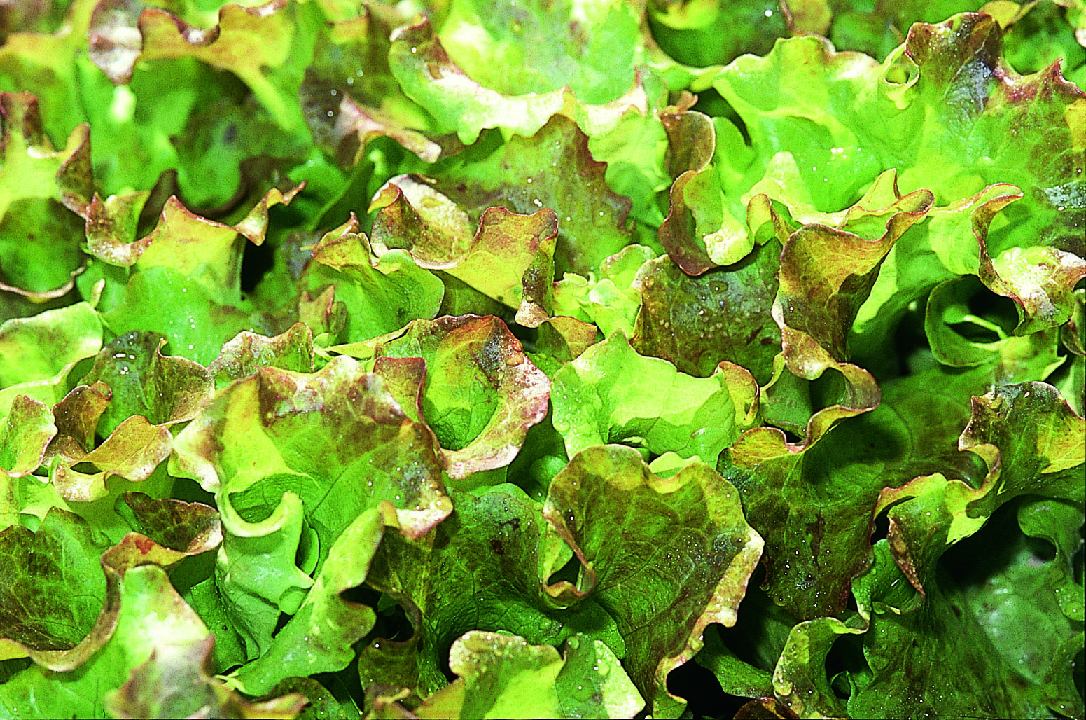 ZOLLINGER Bio-Batavia-Salatsamen Twanner