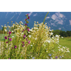 ZOLLINGER Bio-Blumenmischung aus einheimischen Staudenblumen