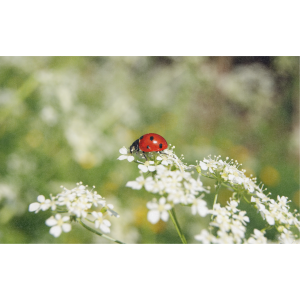 ZOLLINGER Bio-Blumenmischung-Samen für Marienkäfer