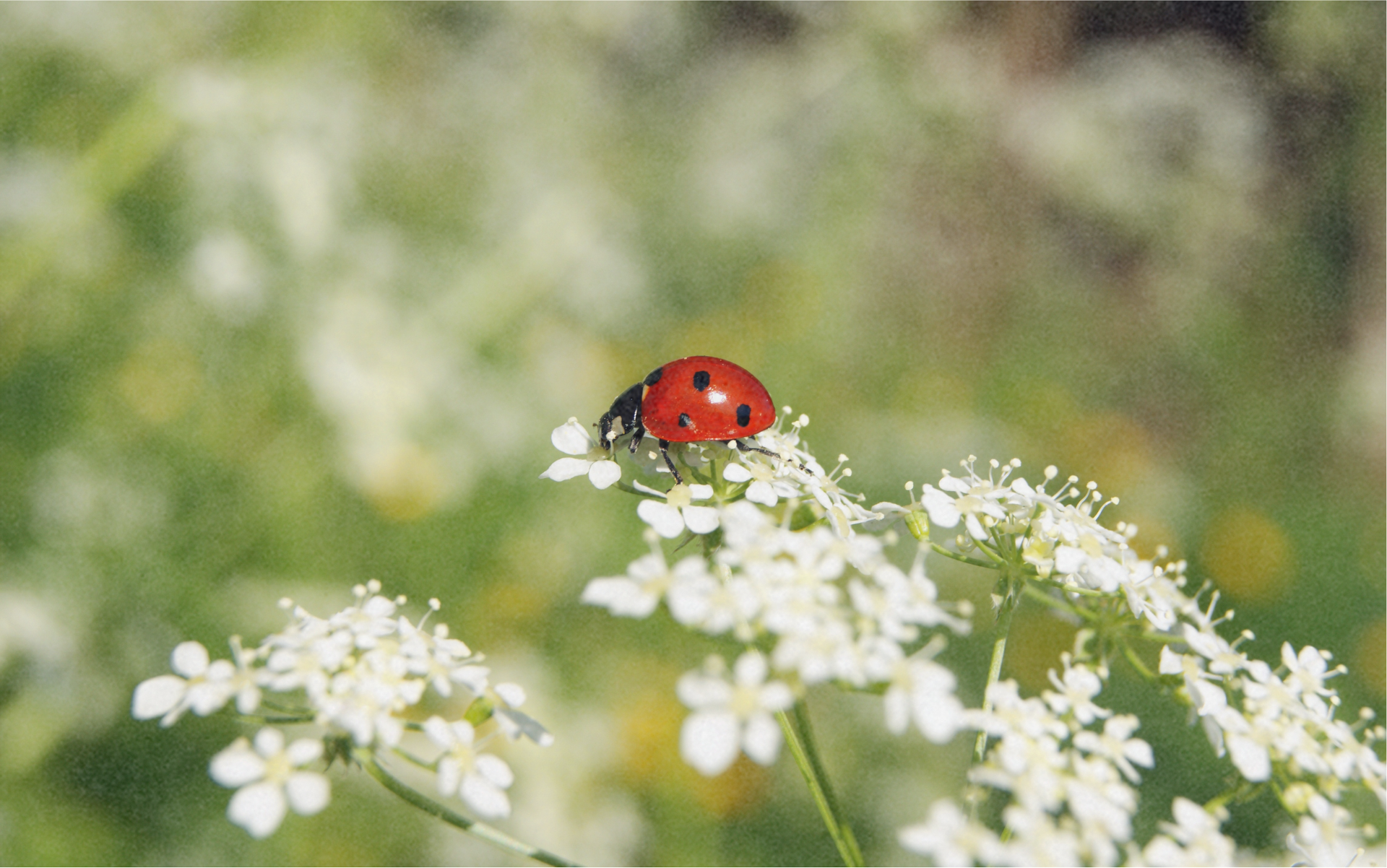 ZOLLINGER Bio-Blumenmischung-Samen für Marienkäfer