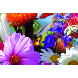 ZOLLINGER Bio-Blumenmischung-Samen Gartentraum