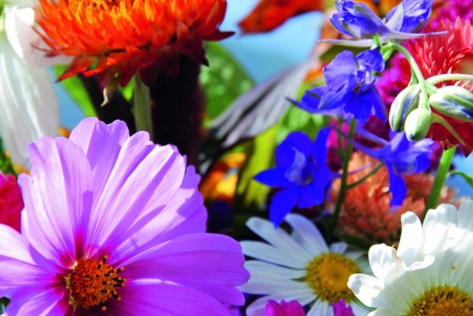 ZOLLINGER Bio-Blumenmischung-Samen Gartentraum