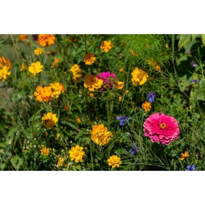 ZOLLINGER Bio-Blumenmischung-Samen Liebesbrief