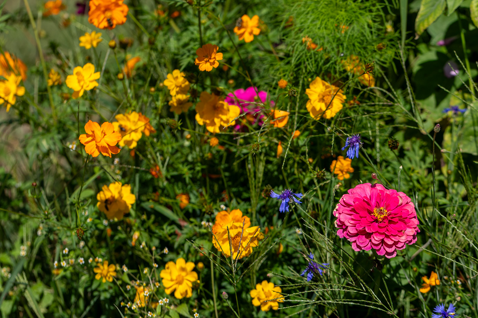 ZOLLINGER Bio-Blumenmischung-Samen Liebesbrief