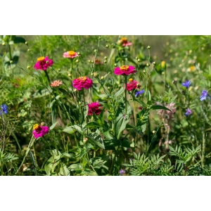 ZOLLINGER Bio-Blumenmischung-Samen Nectar plus