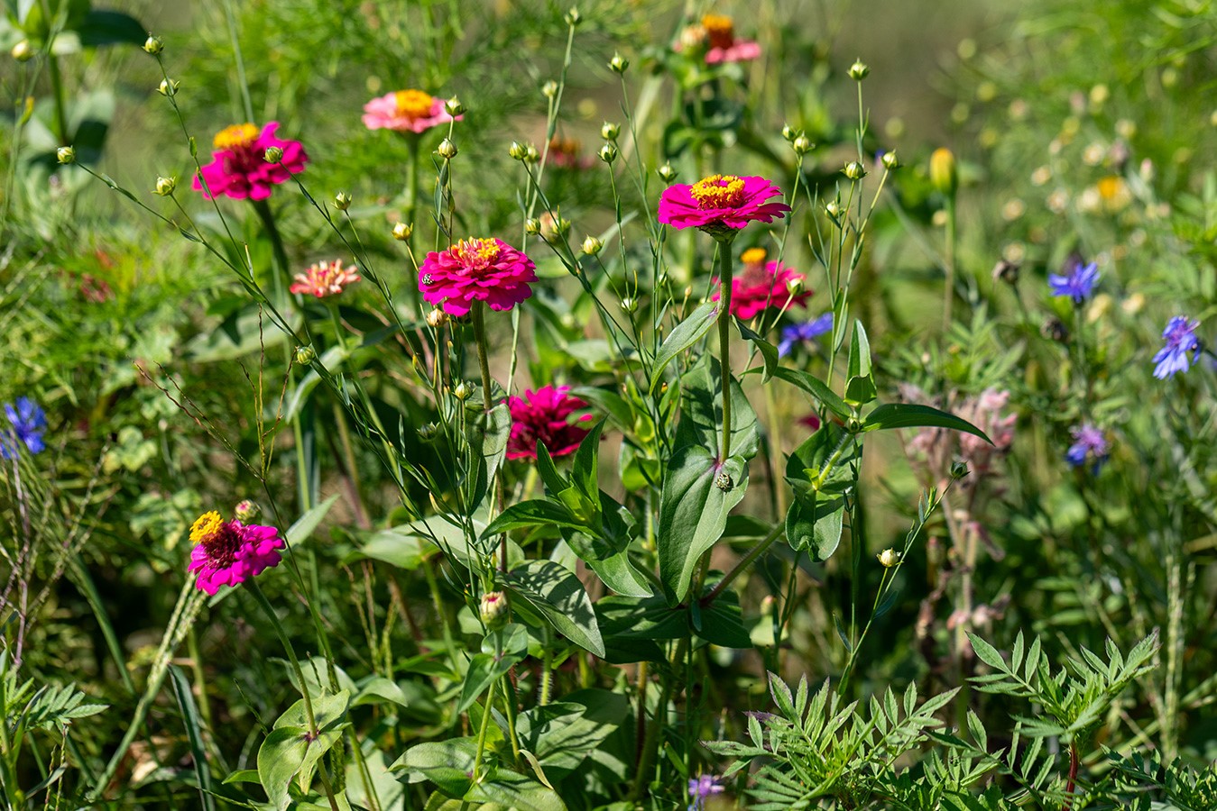 ZOLLINGER Bio-Blumenmischung-Samen Nectar plus
