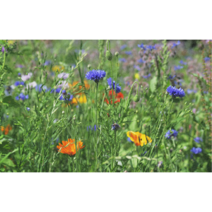 ZOLLINGER Bio-Blumenmischung-Samen Sommerwunder