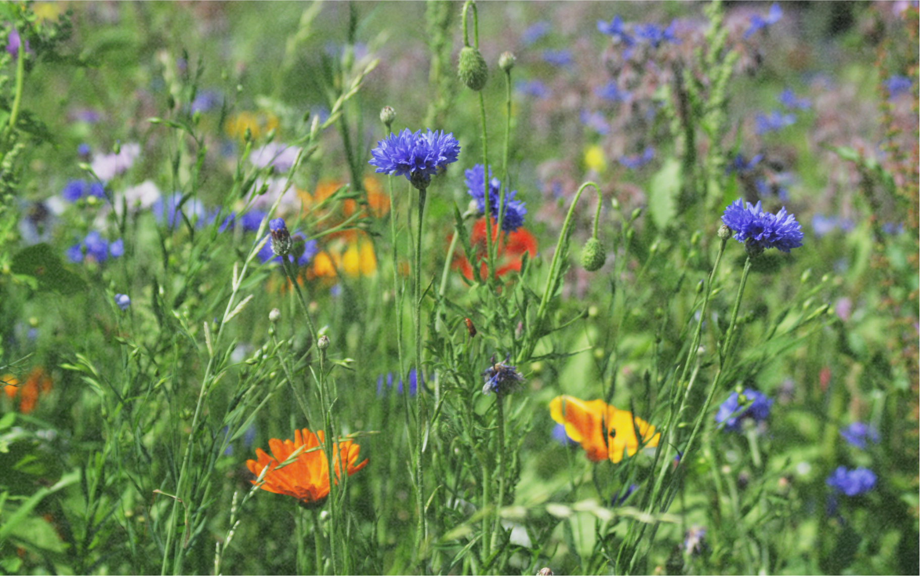 ZOLLINGER Bio-Blumenmischung-Samen Sommerwunder