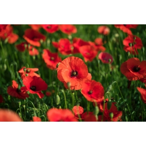 ZOLLINGER Bio-Klatschmohn-Samen Rot