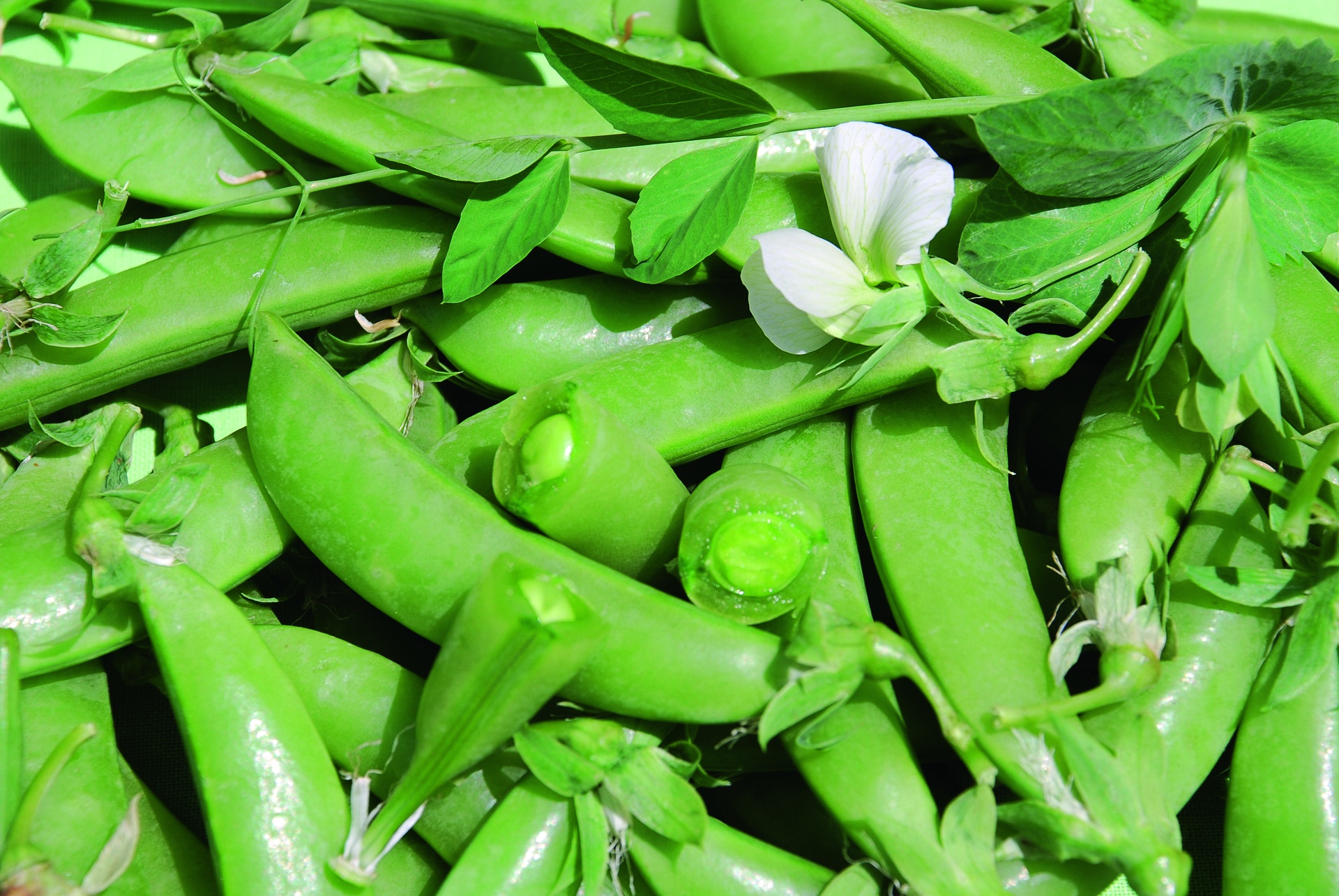 ZOLLINGER Bio-Knackerbsensamen Sugar Snap