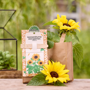 STADTGÄRTNER Minigarten – Sonnenblume – BIO